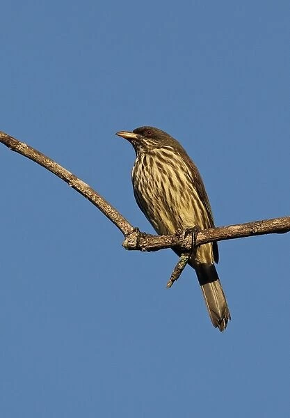 Palmchat (Dulus dominicus) adult, perched on twig, Bahoruco Mountains N. P. Dominican Republic, January