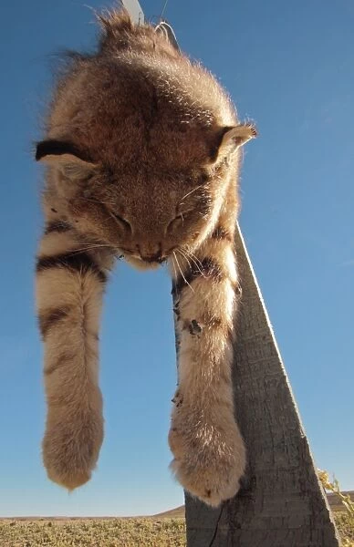 Pampas Cat (Leopardus pajeros) dead adult, shot animal strung up on post as deterrent to other predators, Rio Gallegos, Santa Cruz, Argentina, november