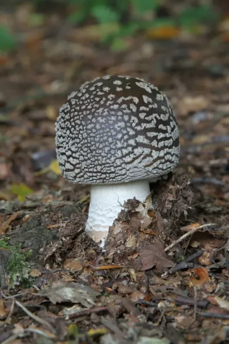 Framed Print : Panther Cap (Amanita pantherina) fruiting body, growing amongst fallen leaves on woodland floor, Leicestershire Framed Print : Panther Cap (Amanita pantherina) fruiting body, growing amongst fallen leaves on woodland floor, Leicestershire