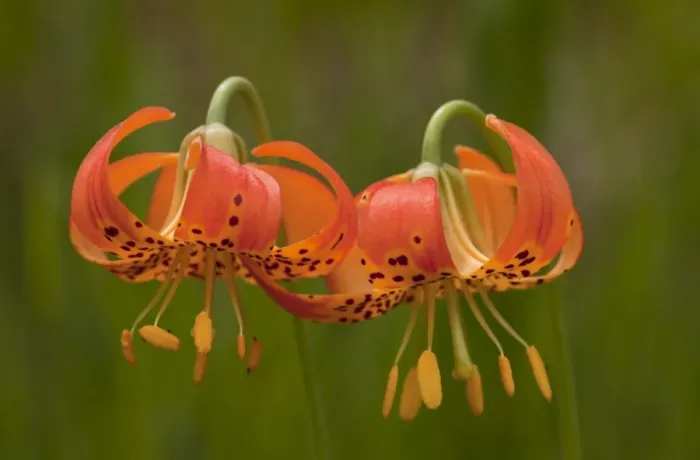 Framed Print : Panther Lily (Lilium pardalinum) close-up of flowers, California, U. S. A. july Framed Print : Panther Lily (Lilium pardalinum) close-up of flowers, California, U. S. A. july