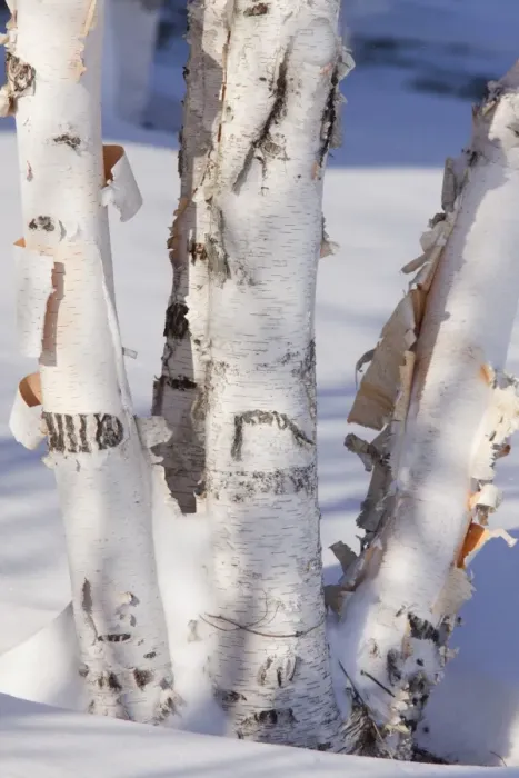 Framed Print : Paper Birch (Betula papyrifera) close-up of coppiced and re-grown trunks in snow, New York, U. S. A. december Framed Print : Paper Birch (Betula papyrifera) close-up of coppiced and re-grown trunks in snow, New York, U. S. A. december