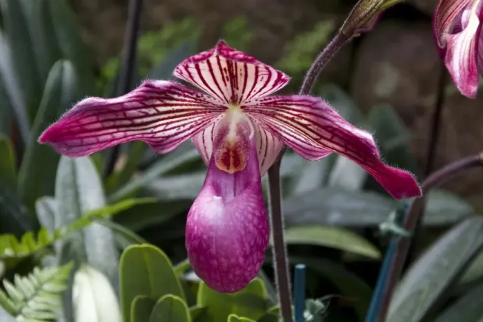 Framed Print : Paphiopedilum Gloria naugle, Orchid Framed Print : Paphiopedilum Gloria naugle, Orchid