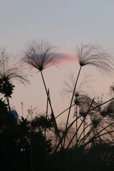 Framed Print : Papyrus Sedge (Cyperus papyrus) flowerheads, silhouetted at dusk, Okavango Delta, Botswana