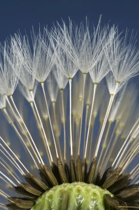 Framed Print : Parachutes or pappus of a dandelion, Taraxacum officinale, seedhead Framed Print : Parachutes or pappus of a dandelion, Taraxacum officinale, seedhead