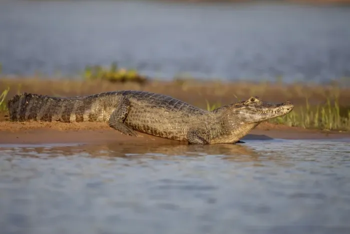 Framed Print : Paraguayan Caiman (Caiman yacare) adult, resting on riverbank, Paraguay River, Pantanal, Mato Grosso, Brazil