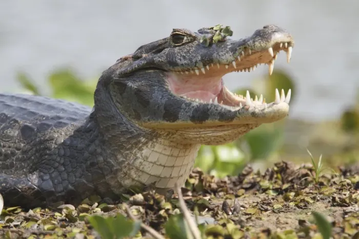 Framed Print : Paraguayan Caiman (Caiman yacare) adult, close-up of head, resting with mouth open, Pantanal, Mato Grosso, Brazil