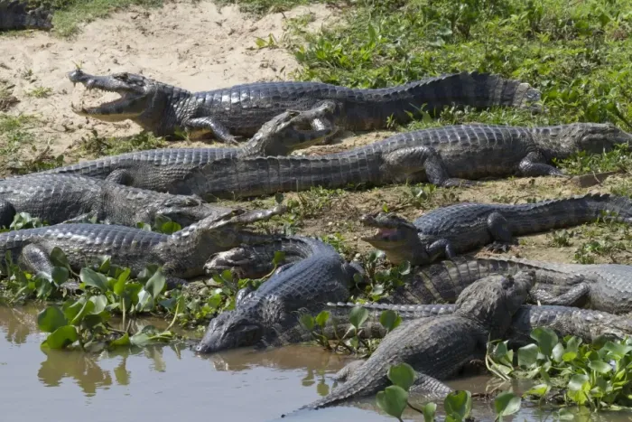 Framed Print : Paraguayan Caiman (Caiman yacare) adults, group resting on shore, Pantanal, Mato Grosso, Brazil