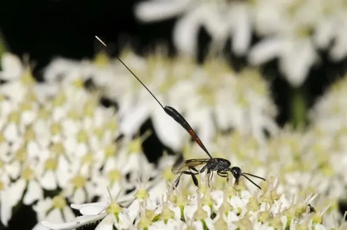 Framed Print : Parasitic Wasp (Gasteruption jaculator) adult female, feeding on umbellifer flowers, Southwater Woods, West Sussex