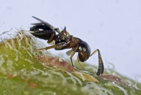 Parasitoid wasp, Encyrtus infelix, commercial biological control parasitoid with scale insect host pests in protected