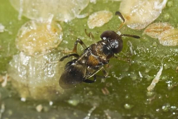 Parasitoid wasp, Encyrtus infelix, commercial biological control parasitoid laying her egg in scale insect host pests
