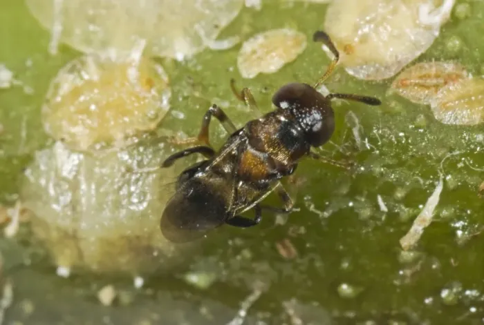 Framed Print : Parasitoid wasp, Encyrtus infelix, commercial biological control parasitoid laying her egg in scale insect host pests