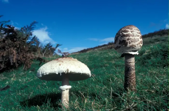 Framed Print : Parasol Mushroom (Lepiota procera) Two growing in grass Framed Print : Parasol Mushroom (Lepiota procera) Two growing in grass