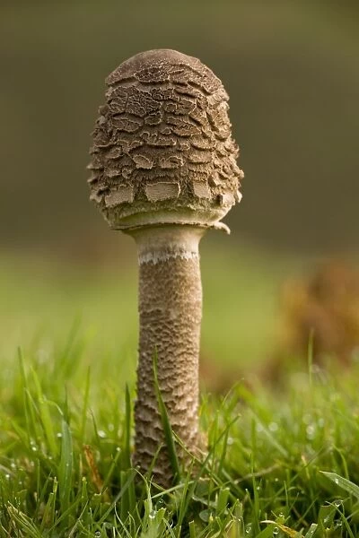 Parasol Mushroom (Macrolepiota procera) young fruiting body, growing in acid grassland, Quantock Hills, Somerset
