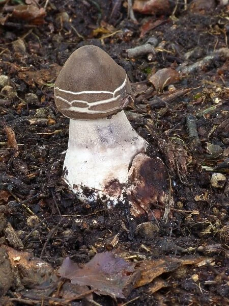 Parasol Mushroom (Macrolepiota procera) fruiting body, early stage, growing amongst decaying leaves on woodland floor