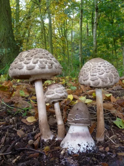 Framed Print : Parasol Mushroom (Macrolepiota procera) fruiting bodies, various stages, growing amongst decaying leaves on woodland Framed Print : Parasol Mushroom (Macrolepiota procera) fruiting bodies, various stages, growing amongst decaying leaves on woodland