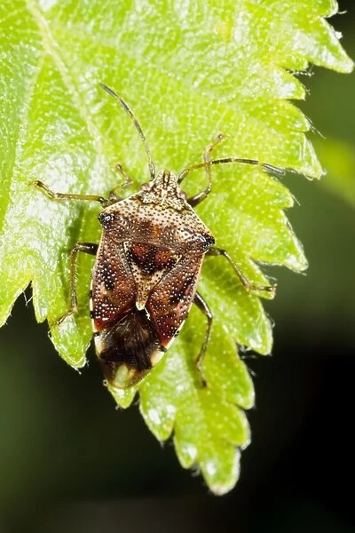 Parent Bug (Elasmucha grisea) adult, resting on birch leaf, Powys, Wales, May