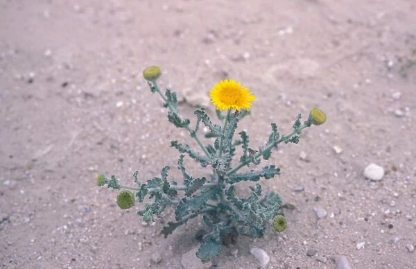 Parosheet Galonit (Pulicaria desertorum) is a low-lying plant with yellow flowers that grows in desert areas