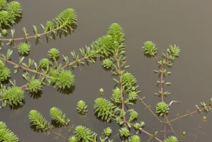Framed Print : Parrot Feather (Myriophyllum aquaticum) introduced invasive species, growing in pond, Devon, England, September Framed Print : Parrot Feather (Myriophyllum aquaticum) introduced invasive species, growing in pond, Devon, England, September