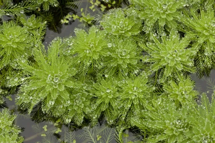 Framed Print : Parrot Feather (Myriophyllum aquaticum) introduced invasive species, growing in pond, Devon, England, September Framed Print : Parrot Feather (Myriophyllum aquaticum) introduced invasive species, growing in pond, Devon, England, September