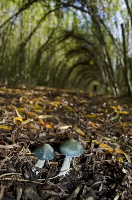 Framed Print : Parrot Waxcap (Hygrocybe psittacina) two fruiting bodies, growing amongst leaf litter, Idle Valley, Nottinghamshire Framed Print : Parrot Waxcap (Hygrocybe psittacina) two fruiting bodies, growing amongst leaf litter, Idle Valley, Nottinghamshire