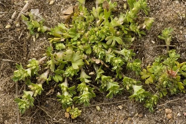 Parsley-piert (Aphanes arvensis) flowering, growing on sandy soil, Breckland, Norfolk, England, may