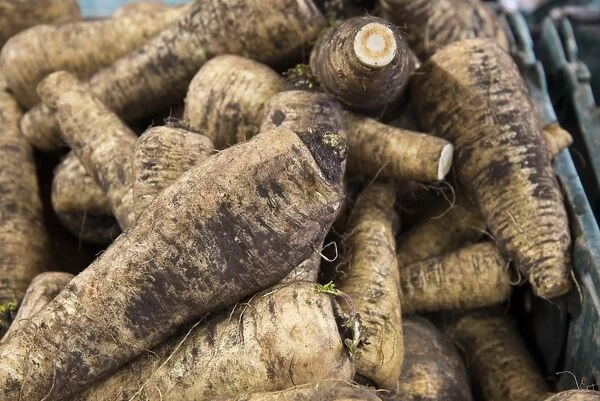 Parsnip (Pastinaca sativa) Countess variety, roots in farm shop, Cheshire, England, February