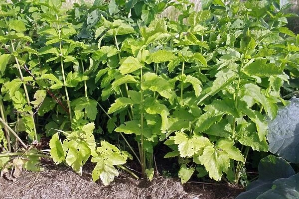Parsnip (Pastinaca sativa) crop, growing in garden vegetable plot, Bacton, Suffolk, England, august