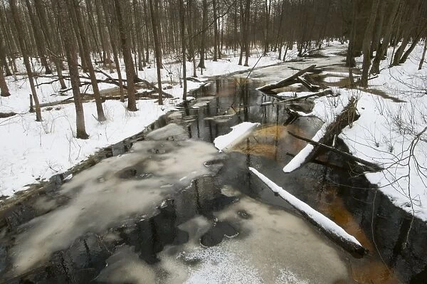 Partially frozen river and snow covered forest habitat, Bialowieza N. P. Podlaskie Voivodeship, Poland, February