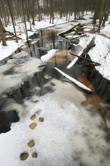 Framed Print : Partially frozen river and snow covered forest habitat, Bialowieza N. P. Podlaskie Voivodeship, Poland, February Framed Print : Partially frozen river and snow covered forest habitat, Bialowieza N. P. Podlaskie Voivodeship, Poland, February