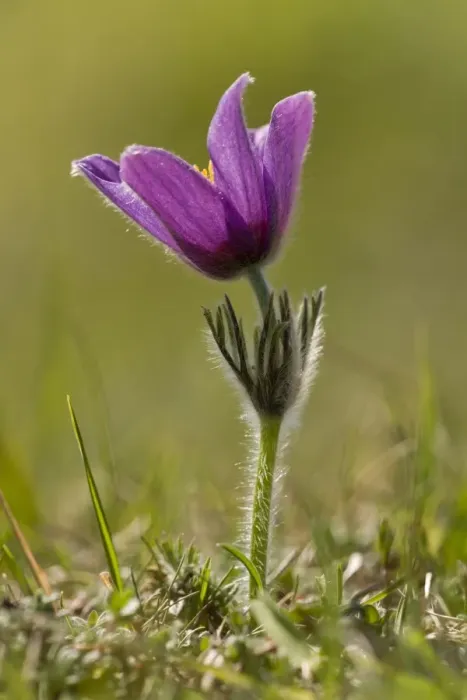 Framed Print : Pasqueflower (Pulsatilla vulgaris) flowering, growing in old limestone grassland, Cotswolds, England, May Framed Print : Pasqueflower (Pulsatilla vulgaris) flowering, growing in old limestone grassland, Cotswolds, England, May