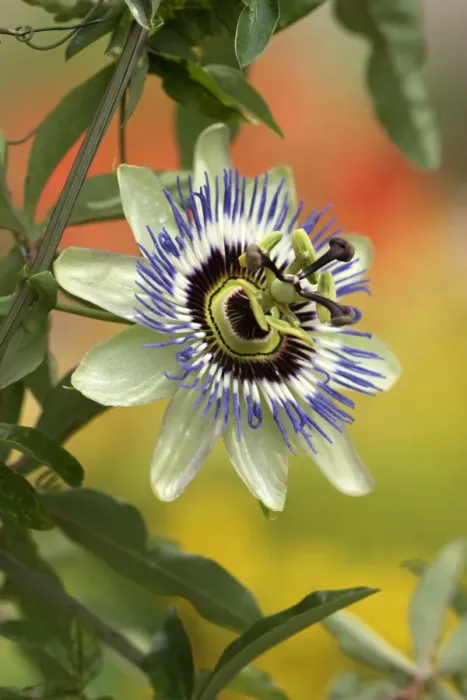 Framed Print : Passion Flower (Passiflora edulis forma edulis) flowering in garden Framed Print : Passion Flower (Passiflora edulis forma edulis) flowering in garden