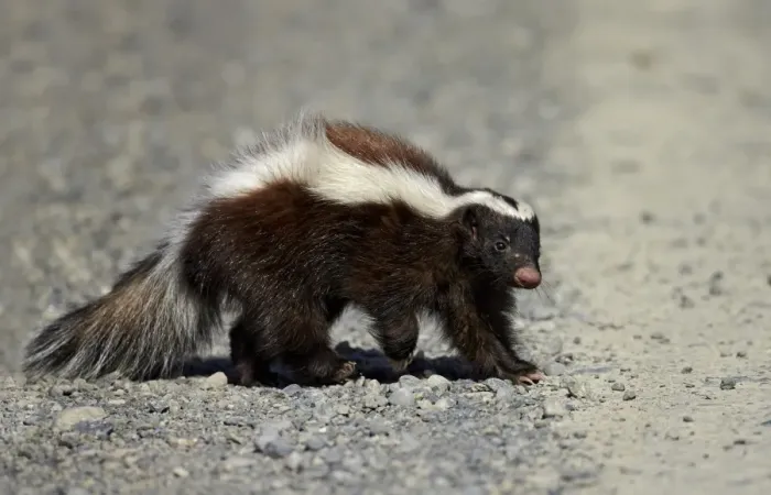 Framed Print : Patagonian Hog-nosed Skunk (Conepatus humboldtii) adult, walking on gravel, Torres del Paine N. P Framed Print : Patagonian Hog-nosed Skunk (Conepatus humboldtii) adult, walking on gravel, Torres del Paine N. P