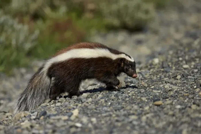 Framed Print : Patagonian Hog-nosed Skunk (Conepatus humboldtii) adult, walking on gravel, Torres del Paine N. P