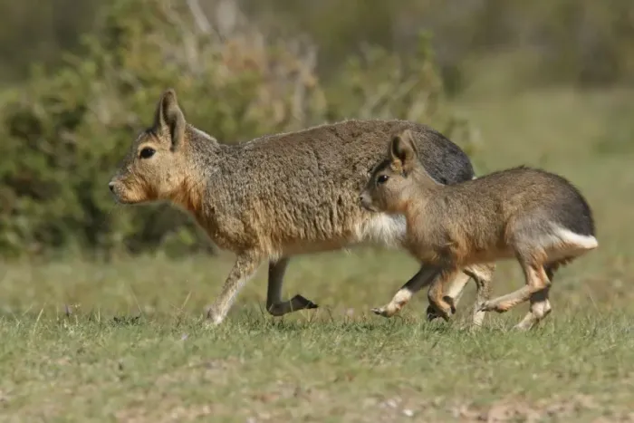 Framed Print : Patagonian Mara (Dolichotis patagonum) adult with juvenile, running, Valdes Peninsula, Chubut, Argentina, october Framed Print : Patagonian Mara (Dolichotis patagonum) adult with juvenile, running, Valdes Peninsula, Chubut, Argentina, october
