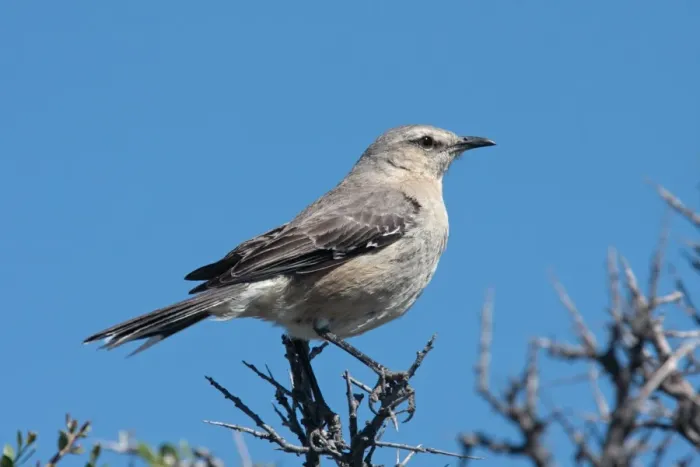 Framed Print : Patagonian Mockingbird (Mimus patagonicus) adult, perched on twigs, Rio Gallegos, Santa Cruz, Argentina, november Framed Print : Patagonian Mockingbird (Mimus patagonicus) adult, perched on twigs, Rio Gallegos, Santa Cruz, Argentina, november