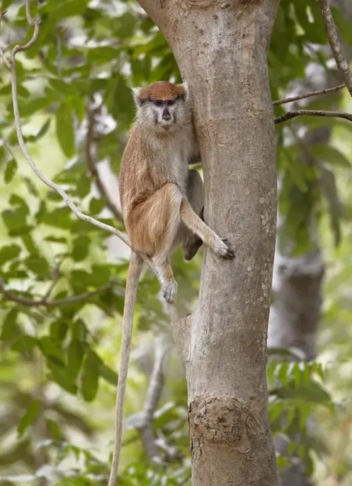 Framed Print : Patas Monkey (Eythrocebus patas) adult female, sitting in tree, near Toubacouta, Senegal, january Framed Print : Patas Monkey (Eythrocebus patas) adult female, sitting in tree, near Toubacouta, Senegal, january