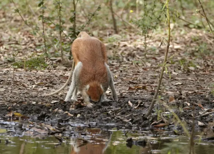 Framed Print : Patas Monkey (Eythrocebus patas) adult male, drinking from shallow puddle, near Toubacouta, Senegal, january