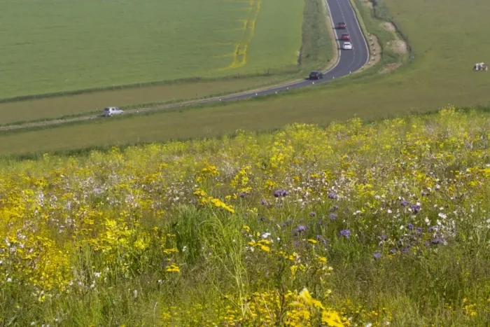 Framed Print : Patch of mixed arable weeds flowering, with pasture and road with traffic in background, near Woodingdean, South Downs