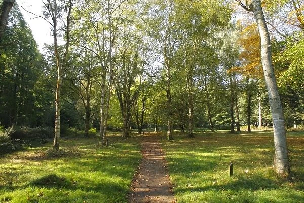 Path through arboretum, Cyril Hart Arboretum, Forest of Dean, Gloucestershire, England, september