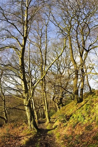 Path through bare trees in deciduous woodland habitat on sunny day, Garbutt Wood Nature Reserve, North York Moors N. P