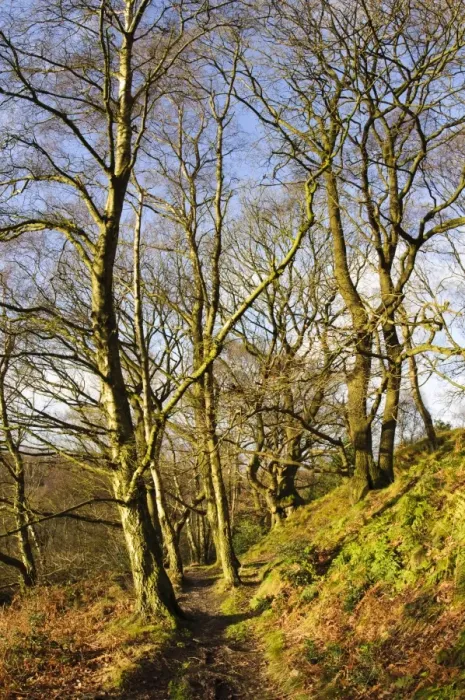 Framed Print : Path through bare trees in deciduous woodland habitat on sunny day, Garbutt Wood Nature Reserve, North York Moors N. P Framed Print : Path through bare trees in deciduous woodland habitat on sunny day, Garbutt Wood Nature Reserve, North York Moors N. P