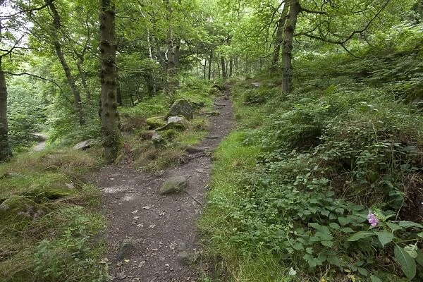 Path through deciduous woodland habitat, Padley Woods, Padley Gorge, Peak District, Derbyshire, England, july