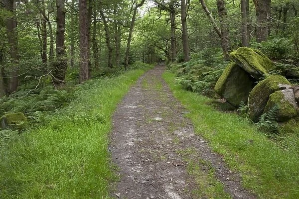 Path through deciduous woodland habitat, Padley Woods, Padley Gorge, Peak District, Derbyshire, England, july