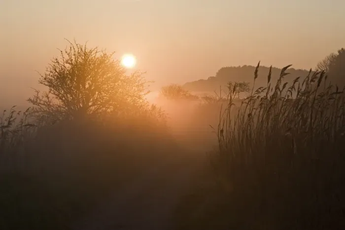 Framed Print : Path on edge of reedbed at dawn, Cley Marshes Reserve, Cley-next-the-sea, Norfolk, England, april Framed Print : Path on edge of reedbed at dawn, Cley Marshes Reserve, Cley-next-the-sea, Norfolk, England, april