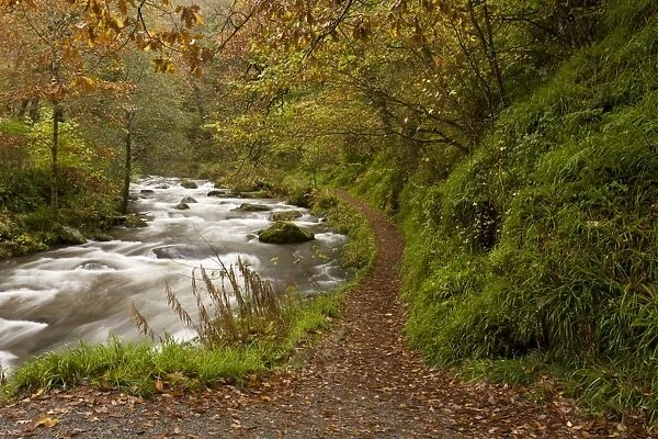 Path and rapids on river flowing through woodland habitat, River West Lyn, above Watersmeet, Exmoor N. P