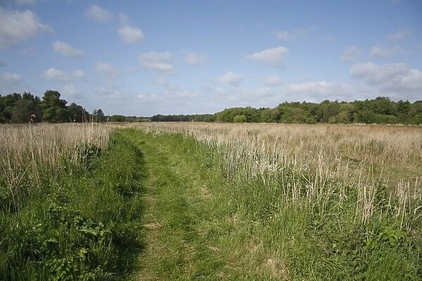 Path through reedbed in river valley fen habitat, Redgrave and Lopham Fen N. N. R. Waveney Valley, Suffolk, England, may