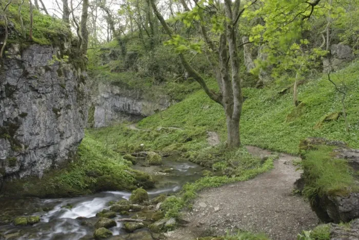 Framed Print : Path beside river, Ramsons (Allium ursinum) flowering and Sycamore (Acer pseudoplatanus), Janets Foss, Gordale Beck Framed Print : Path beside river, Ramsons (Allium ursinum) flowering and Sycamore (Acer pseudoplatanus), Janets Foss, Gordale Beck