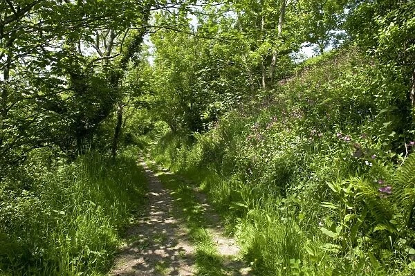 Path with spring flowers running through light woodland on cliff above Weston Mouth, near Didmouth, Devon, England