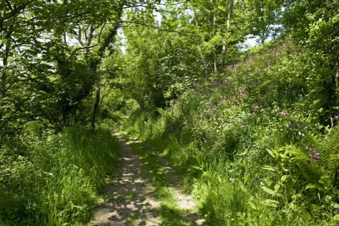 Framed Print : Path with spring flowers running through light woodland on cliff above Weston Mouth, near Didmouth, Devon, England Framed Print : Path with spring flowers running through light woodland on cliff above Weston Mouth, near Didmouth, Devon, England