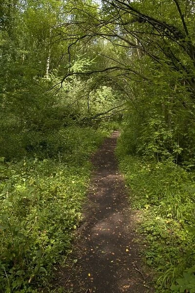Path through wet woodland habitat, Rowsley Sidings, Derbyshire Wildlife Trust Reserve, Derbyshire, England, august